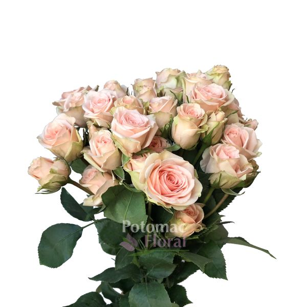 Ginger Spray Rose - Blush Pink - Potomac Floral Wholesale